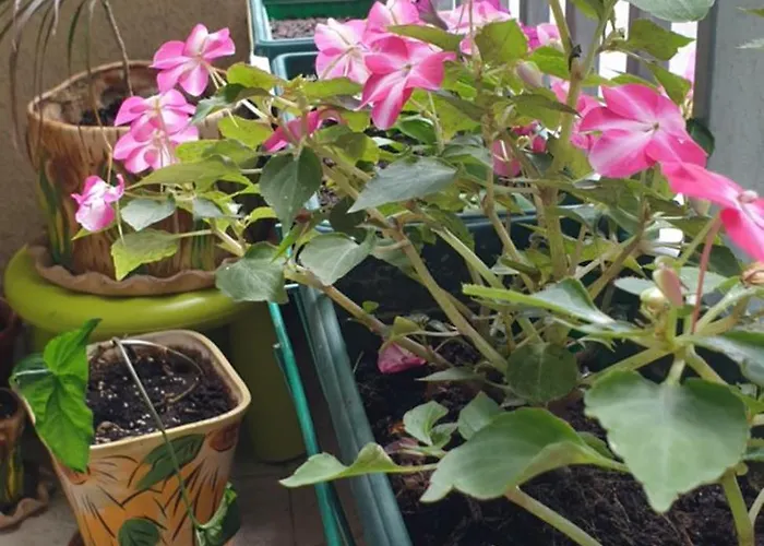 Private In The Center, Close To Subway, Medical Sofia