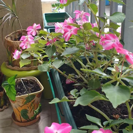 Private In The Center, Close To Subway, Medical صوفيا